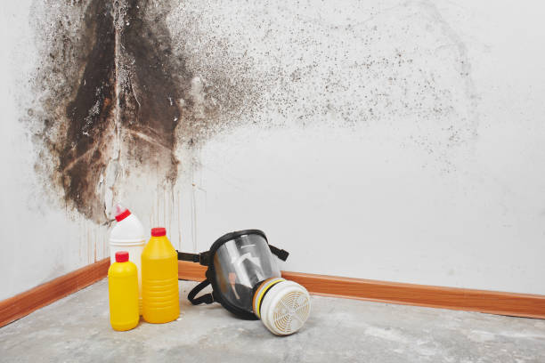 Best Mold Remediation  in Richmond, IL