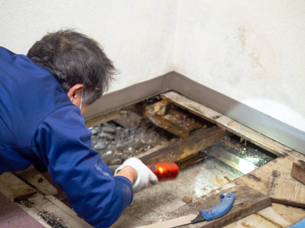 Best Affordable Mold Removal  in Richmond, IL