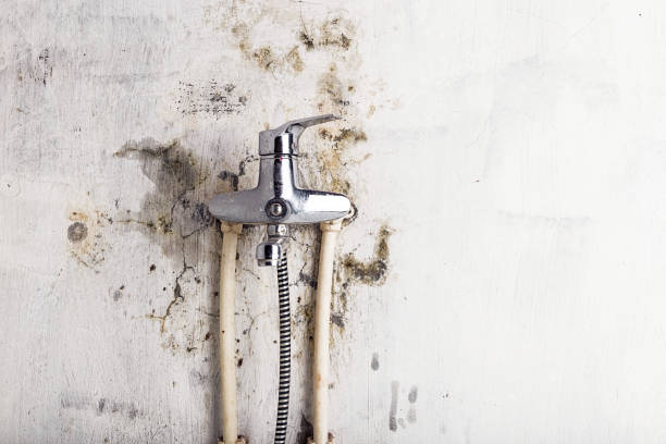 Best Local Mold Removal Service  in Richmond, IL