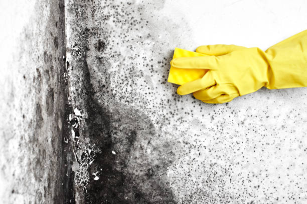 Professional Mold Removal in Richmond, IL