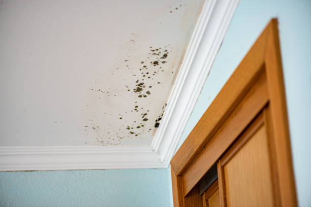 Best Commercial Mold Removal  in Richmond, IL