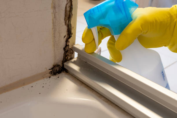 Best Home Mold Removal  in Richmond, IL