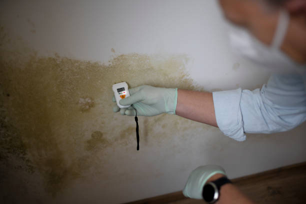 Best Professional Mold Removal  in Richmond, IL