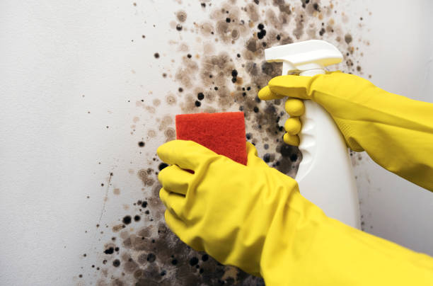 Best Mold Testing  in Richmond, IL