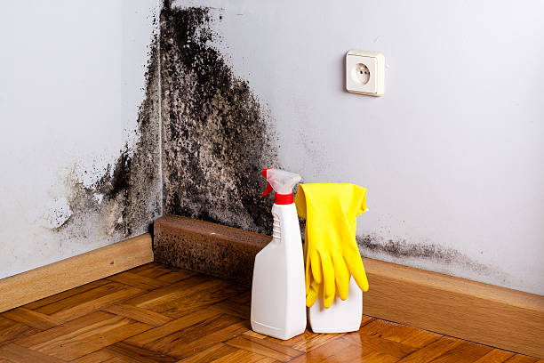 Best Attic Mold Removal  in Richmond, IL