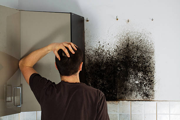 Best Black Mold Removal  in Richmond, IL