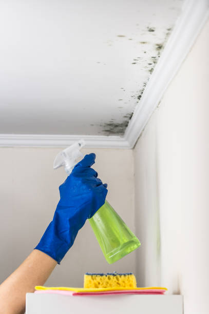 Best Mold Removal Near Me  in Richmond, IL