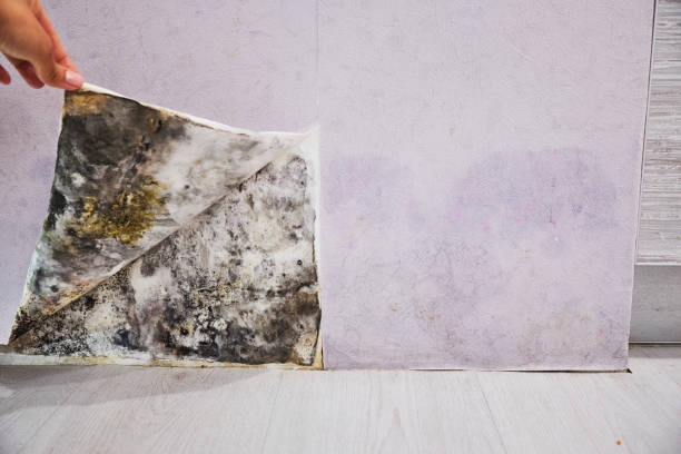 Best Water Damage Restoration  in Richmond, IL